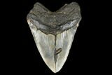 Fossil Megalodon Tooth - + Foot Prehistoric Shark #114403-2